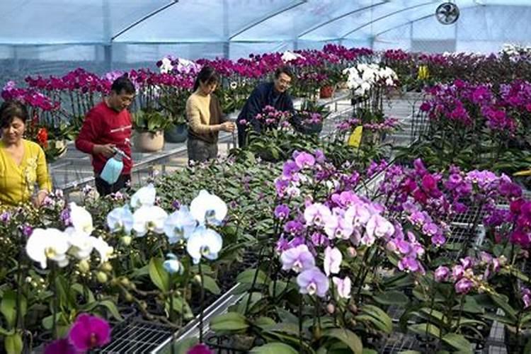 蝴蝶兰水养殖怎么施肥