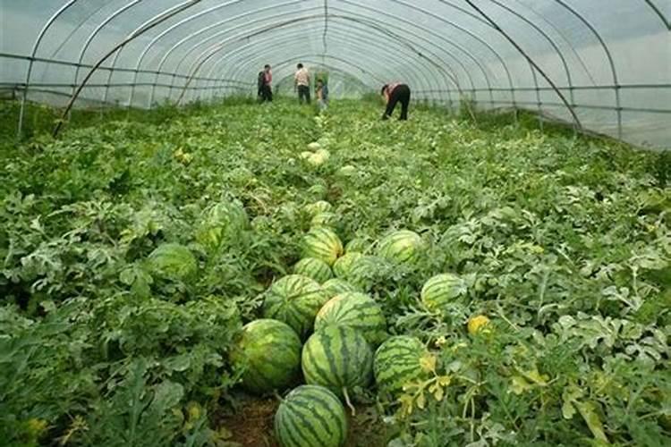 西瓜座果期用什么水溶肥效果好？西瓜结果期冲施什么肥料好？