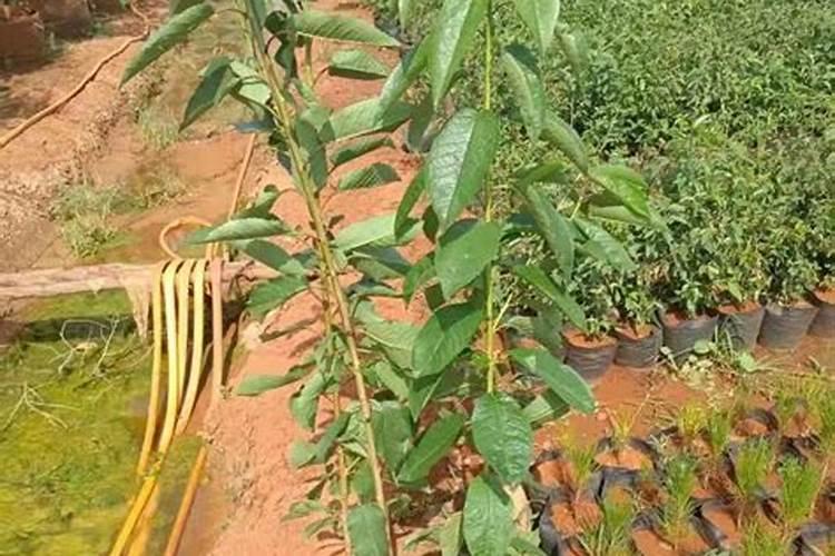 车厘子盆栽施什么肥,什么季节开花？