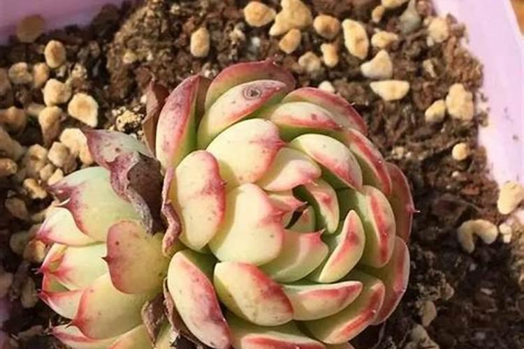 颗粒控释肥适合多肉吗？