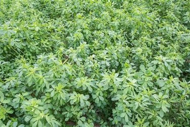 苜蓿地用什么肥料