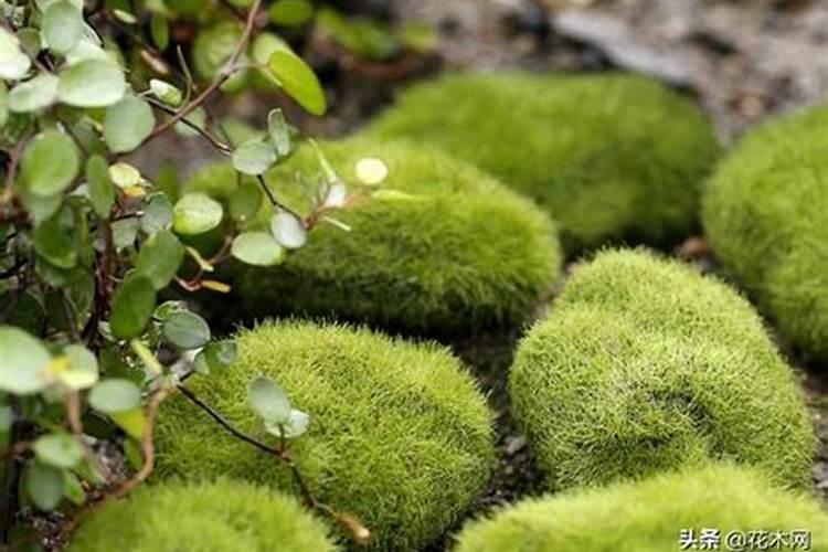 苔花浇什么水好？