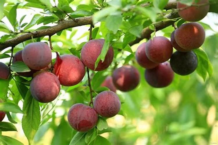 李子树施什么肥好