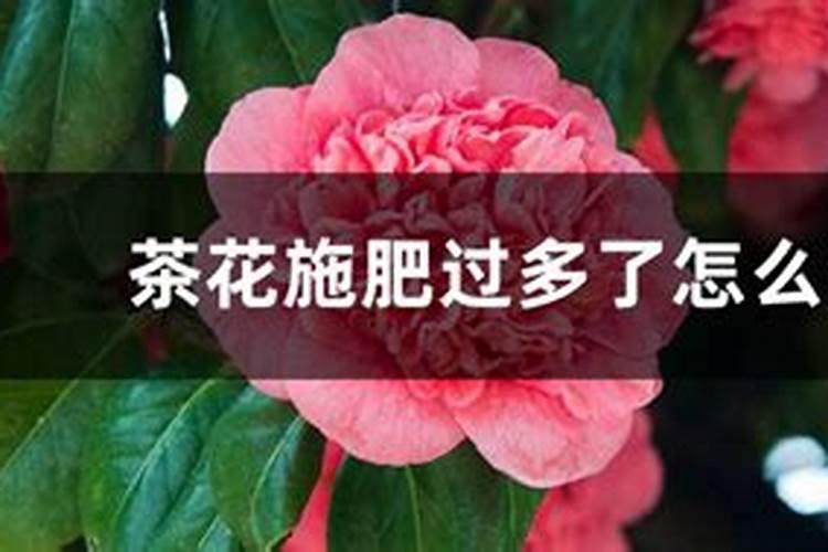 茶花掉花蕾长新叶怎么回事,氮肥过量或酸碱不适