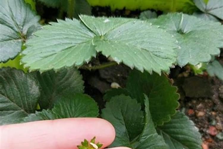 草莓开花结果的时候需要施肥吗