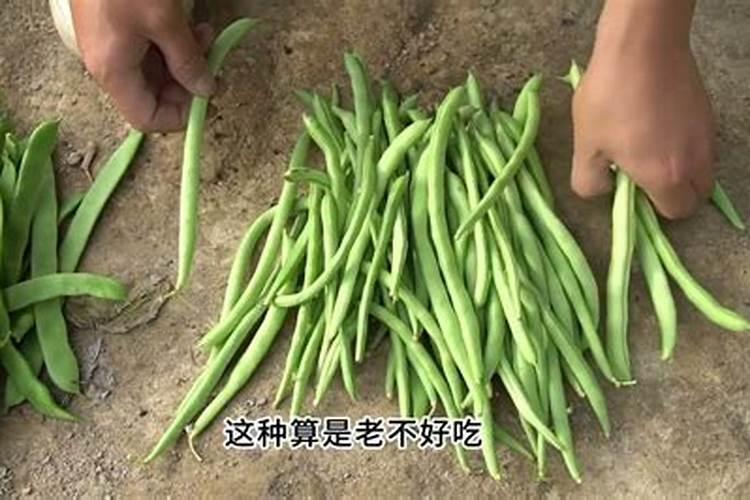 四季豆多久施一次肥