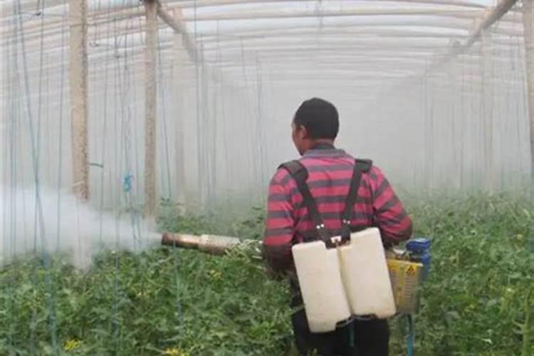 番茄喷了波尔多叶子发黄怎么办