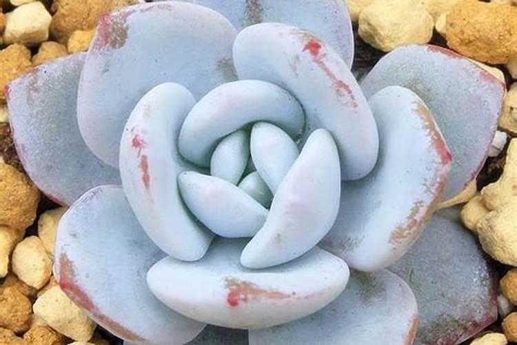 磷肥可以养多肉吗