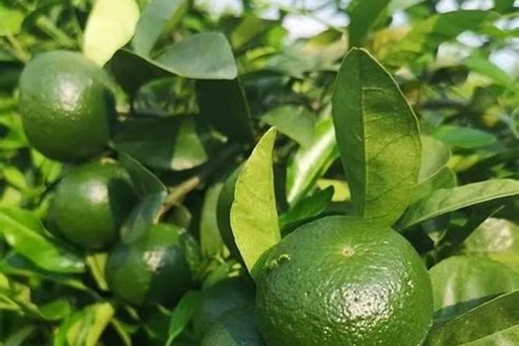 硼肥在柑橘树上的最佳使用时期