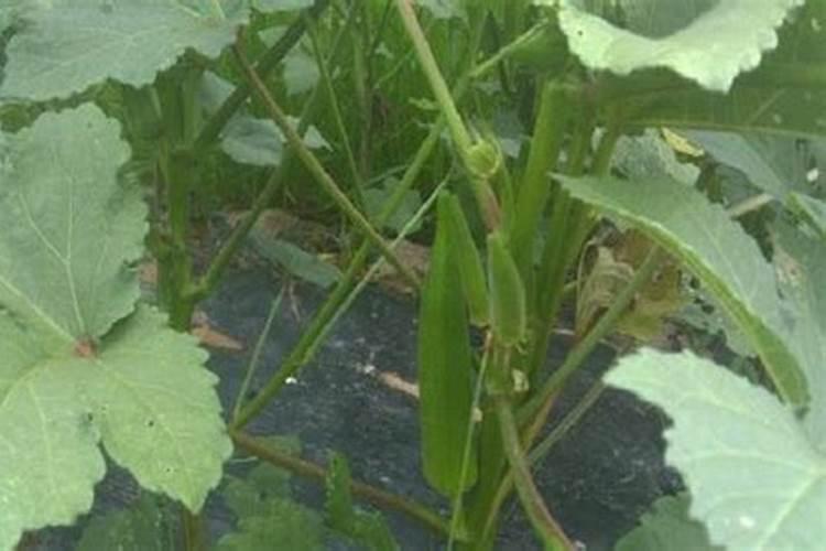 水溶肥的颜色不一样是怎么回事