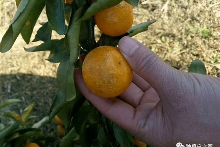 柑橘防冻液在什么时候打最好？