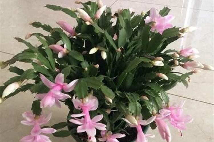 蟹爪兰开花期间怎么施肥最好