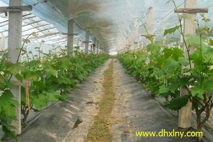 生根粉能用在果树上吗