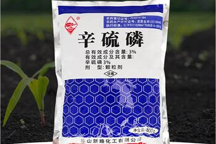 密度大地块玉米管理关键期做好这几点