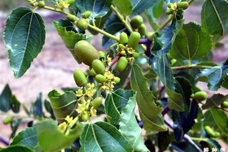 枣树花期怎么管理？花期养护方法和技巧