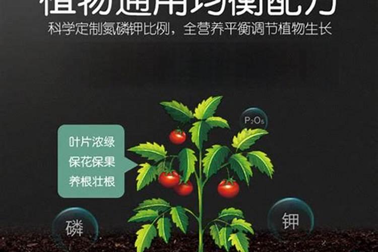 西红柿为什么裂果和脐坏是怎么了