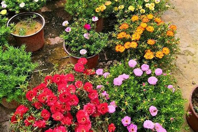 太阳花夏季如何施肥花开满枝头