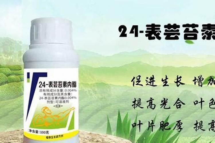 大樱桃烂果用什么药？