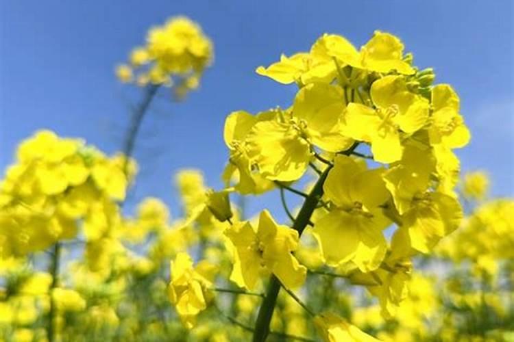 油菜怎样施化肥为最好花卉百科