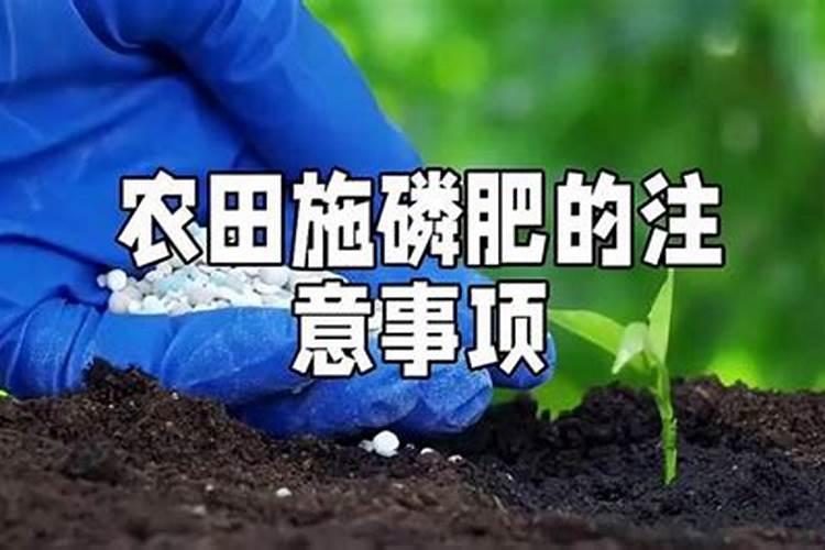 柠檬高产种植技术方法 柠檬怎么施肥