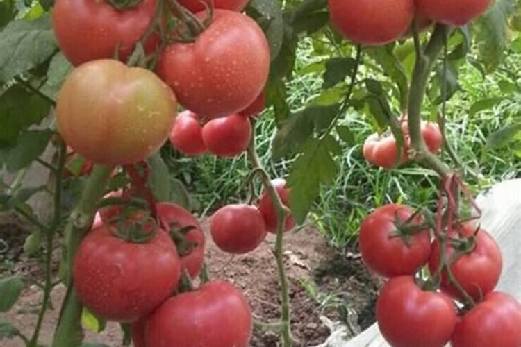 西红柿打什么叶面肥好