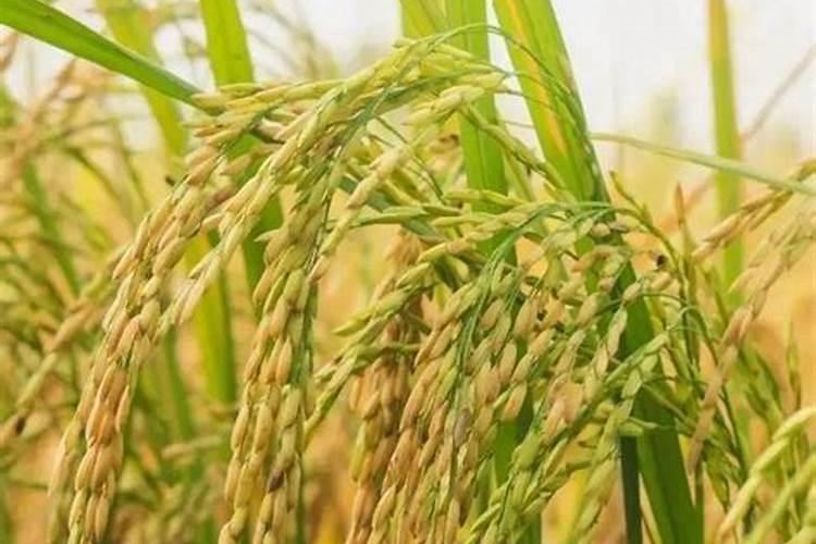 吡虫啉、阿维乙螨唑、苯甲吡唑酯可以混用吗