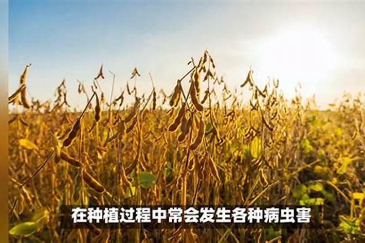 大豆鼓粒期怎么做高产