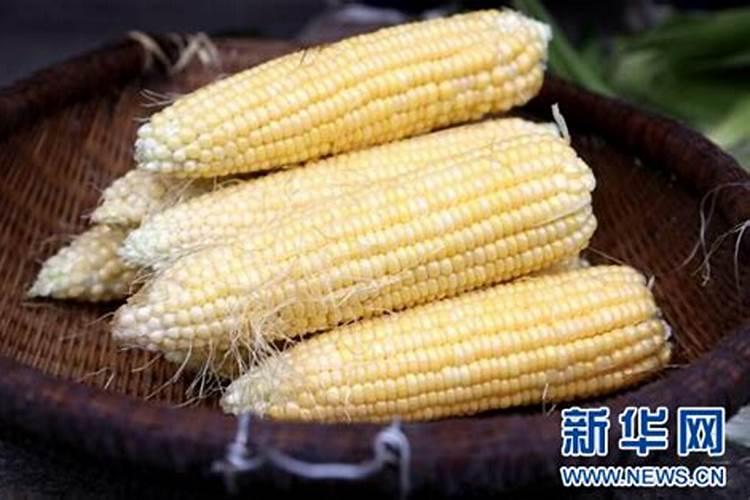 玉米怎么提高肥料利用率 施肥技巧总结