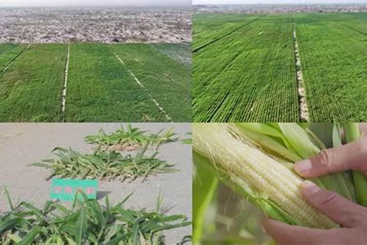 饥荒怎么种农作物