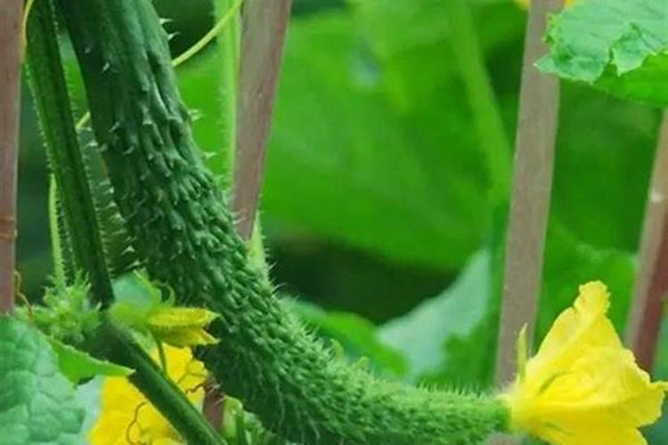 黄腐酸钾的使用方法