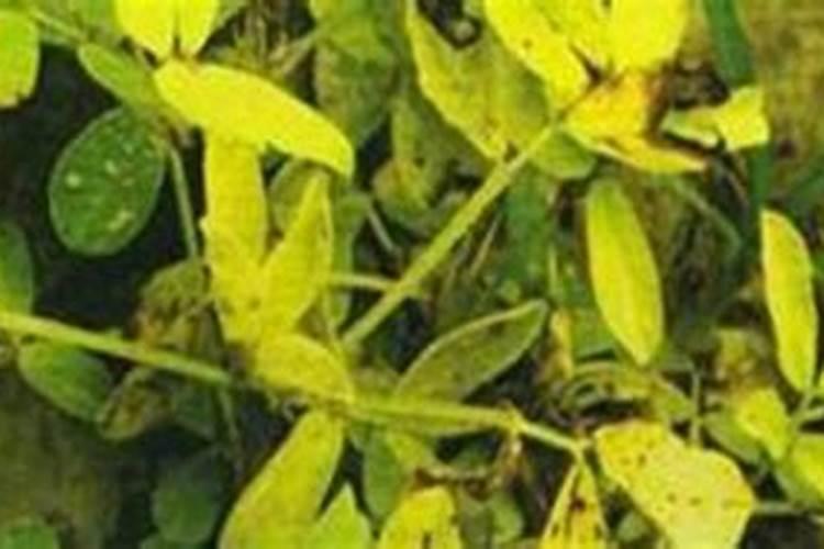 山茶花叶子黄是怎么回事？黄色的山茶花叶该怎么办？