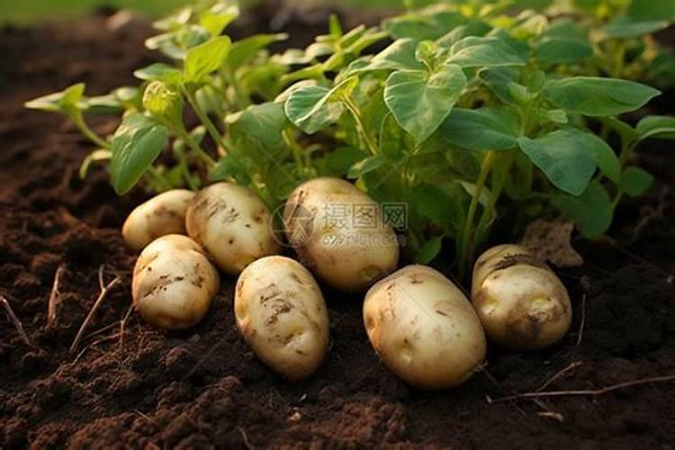 种植土豆最好是施哪种肥料最好？
