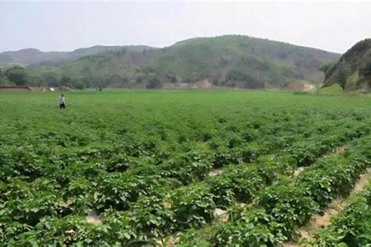 土豆施肥用什么肥料