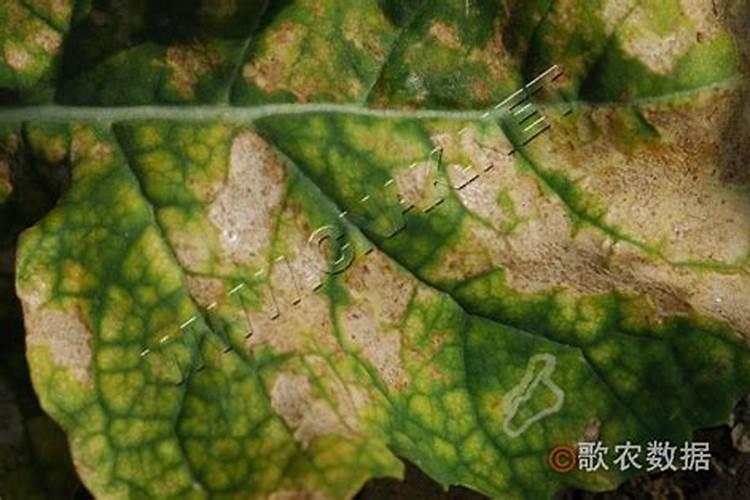 小葱(香葱)预防霜霉病用什么药好？