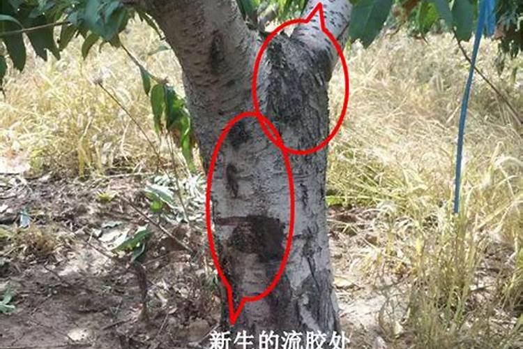 大棚桃树在膨大期可以施黄腐酸钾吗？