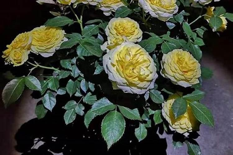 月季打花苞的时候能不能施肥