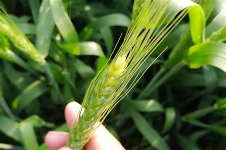 生姜种植如何施肥种植生姜科学施肥方法