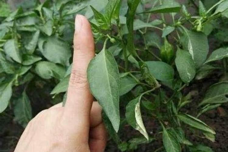 辣椒苗前施肥的三个步骤