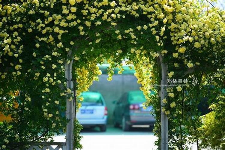 黄木香花的养殖方法