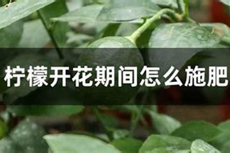 柠檬施什么肥最好