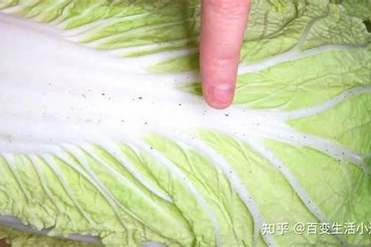 大白菜喷施农药后把菜心烧黄了在么办有什么补就措施