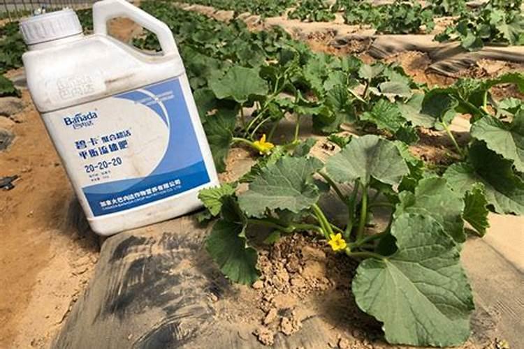 甜瓜快成熟时进行果蔬宝冲施可以不？