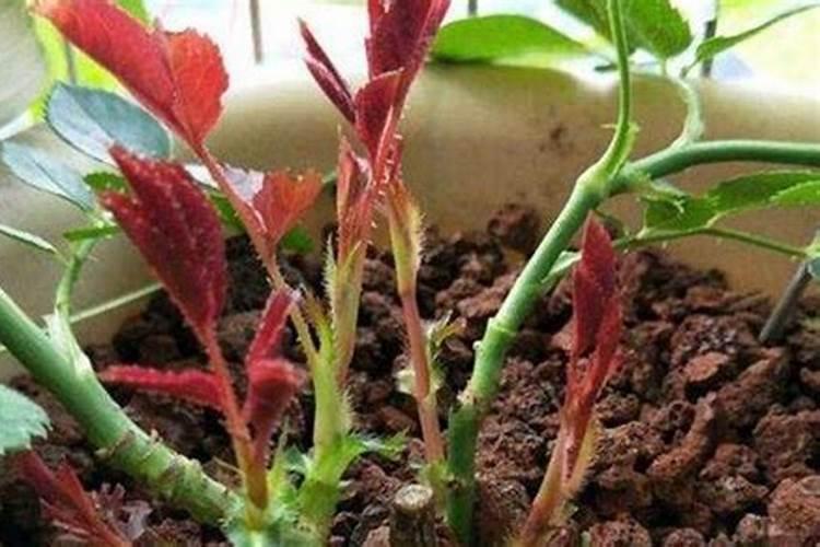 月季花施什么肥好