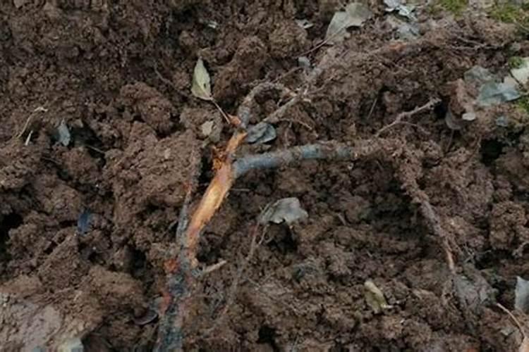 根腐病防治方法