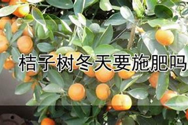 桔子树施什么肥才会又甜又高产