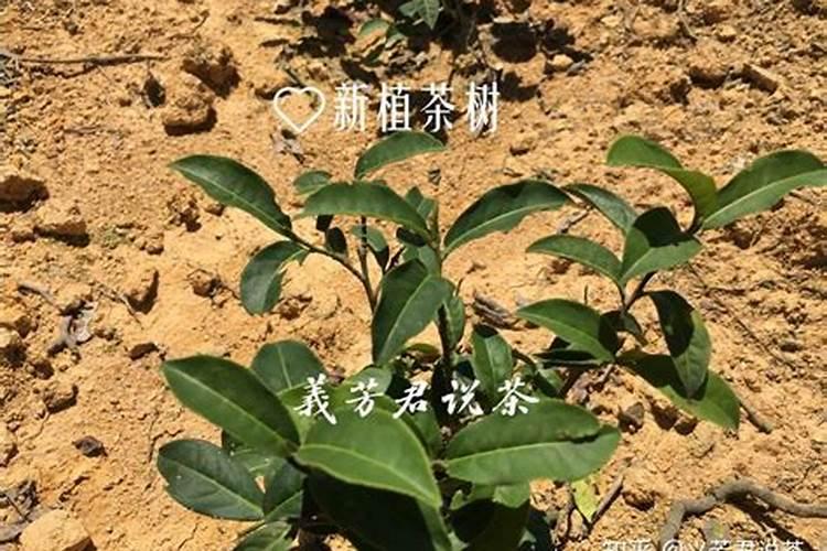 花生麸做基肥对茶树有什么营养