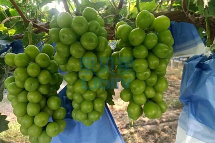 阳光玫瑰葡萄见信使花还能浇地施肥吗？