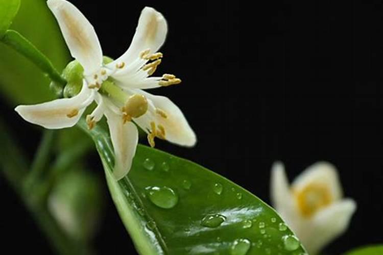 代代花的抚育管理要求有哪些？