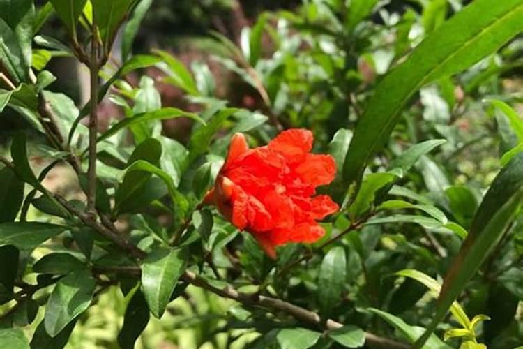 如何让石榴花开花快一点