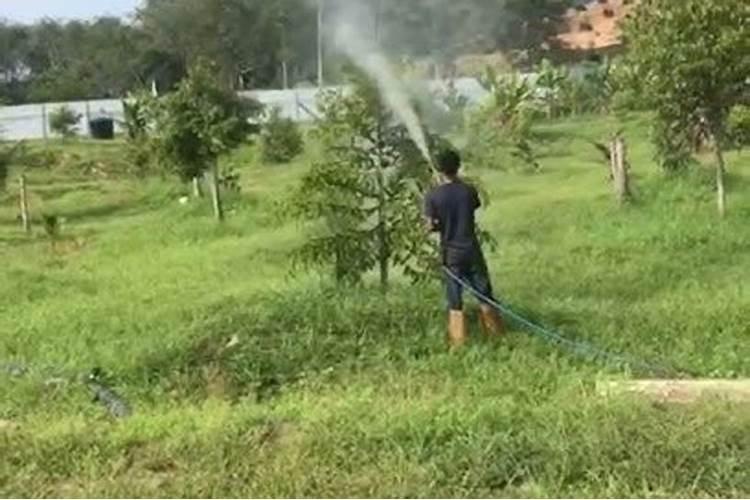 水稻叶面肥哪种好 如何正确喷施